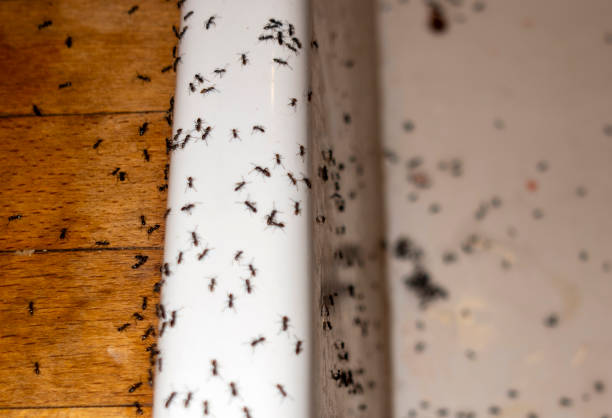 Best Residential Pest Control  in Pembroke Park, FL
